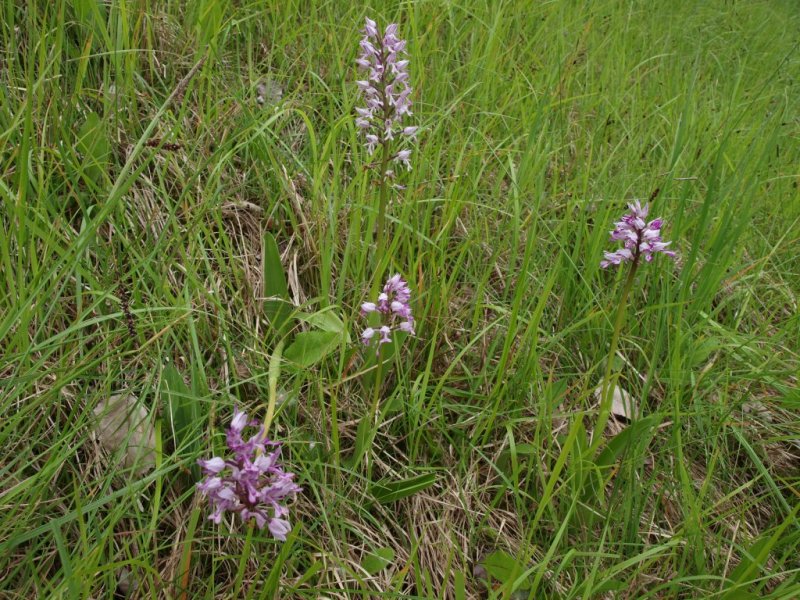 Orchis militaris / Orchidea militare